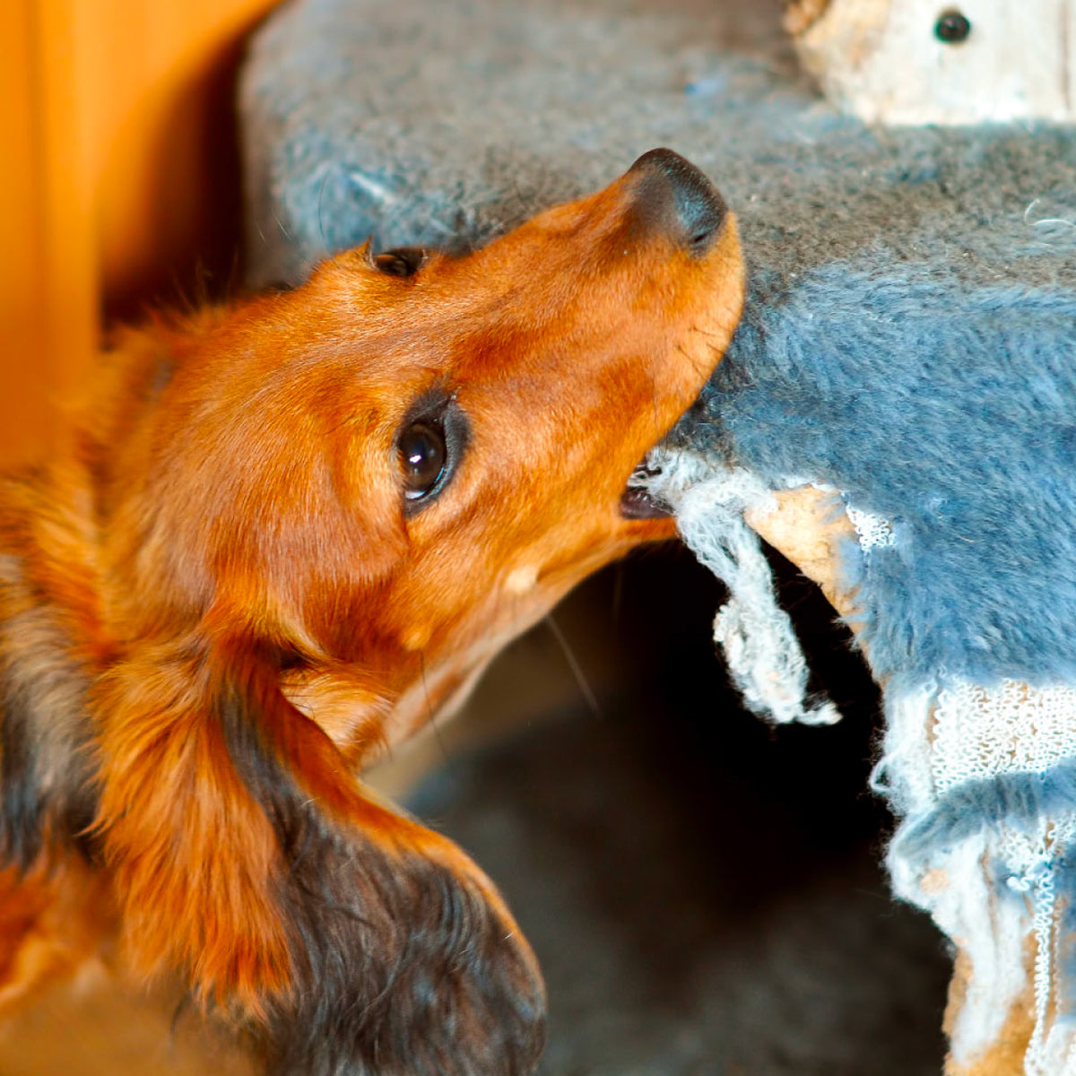 【公式】獣医師監修 犬のいたずら防止スプレー「かむピタ for DOG」100ml