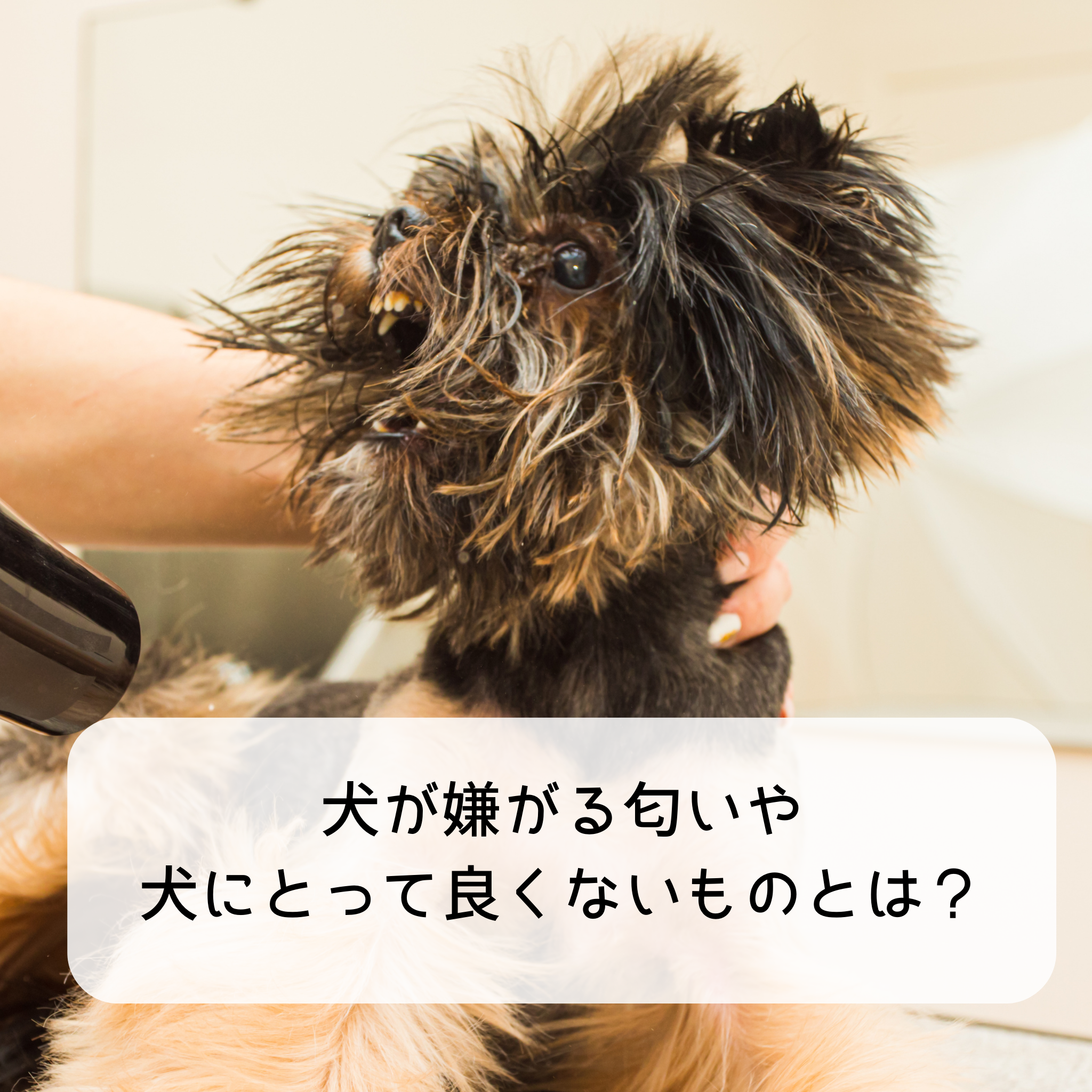犬が嫌がる匂いや犬にとって良くないものとは？