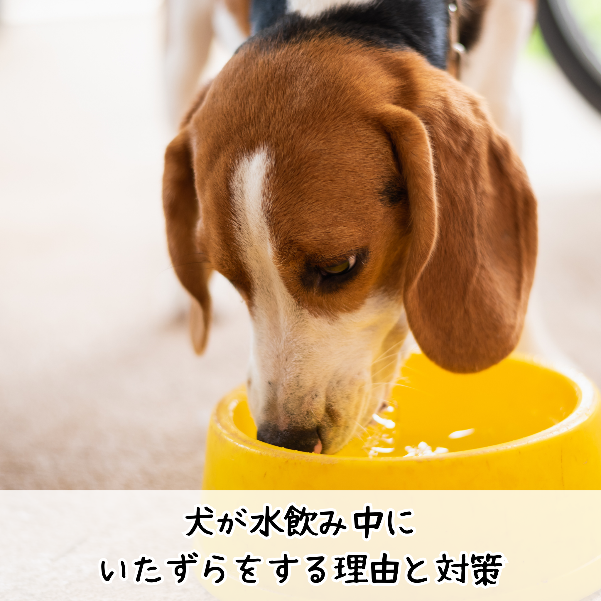 犬が水飲み中にいたずらをする理由と対策