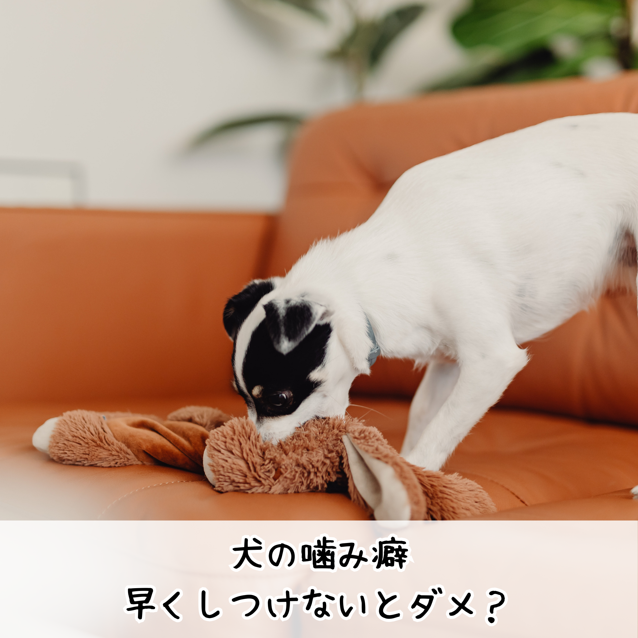 犬の噛み癖、早くしつけないとダメ？