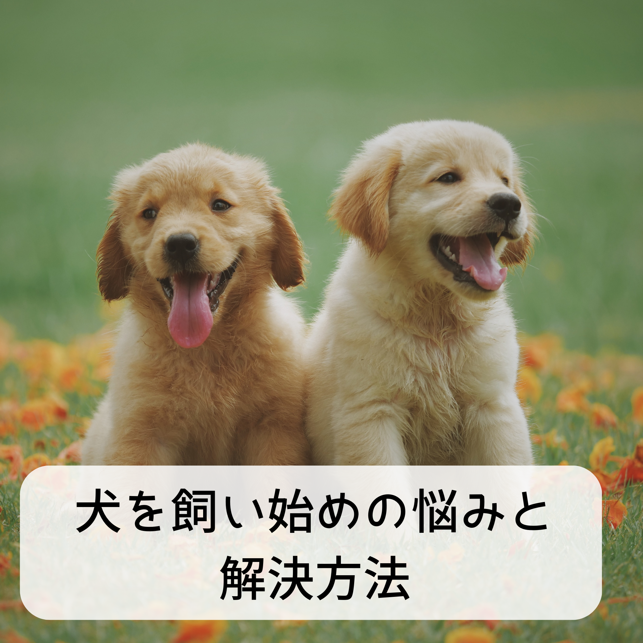 犬を飼い始めの悩みと解決方法