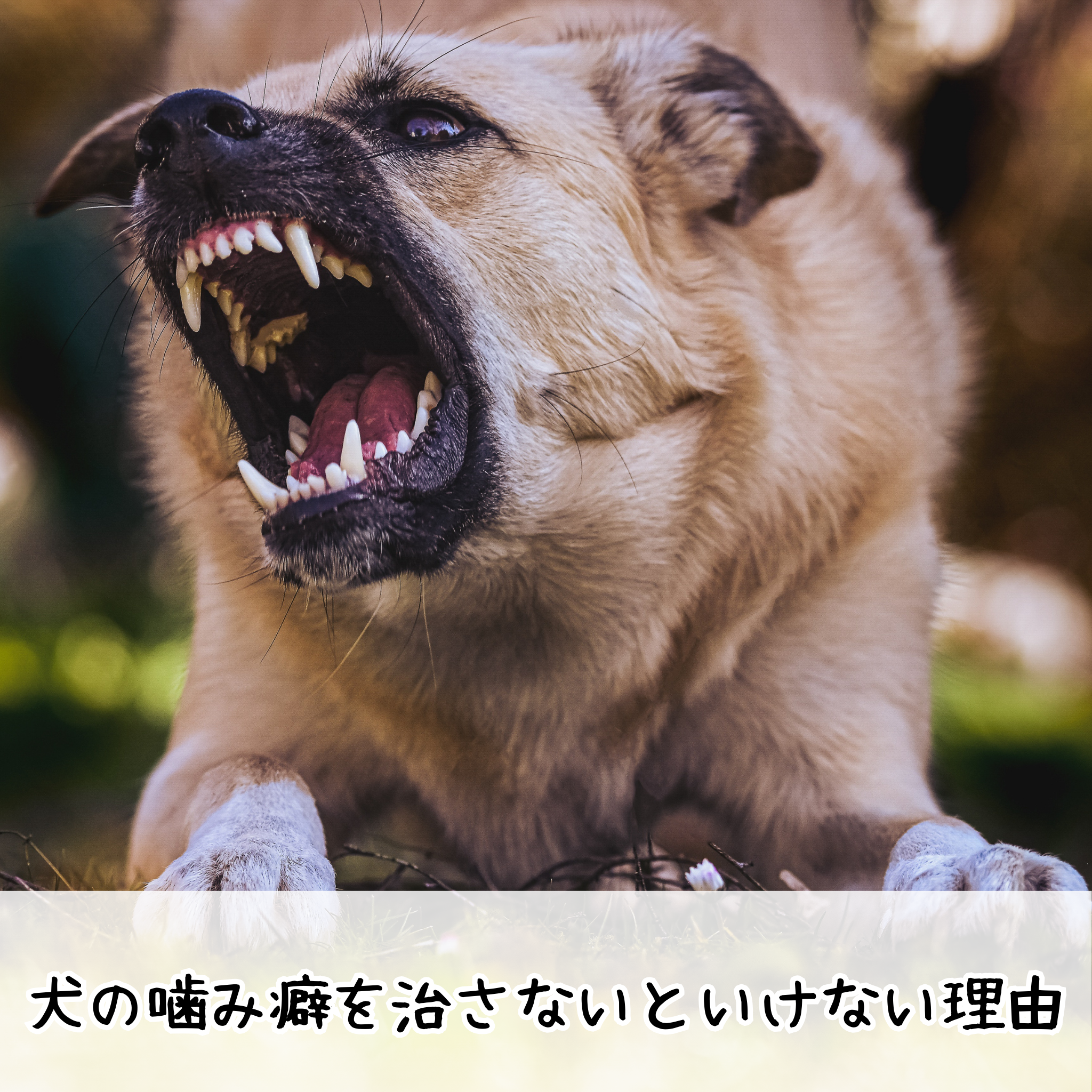 犬の噛み癖を治さないといけない理由