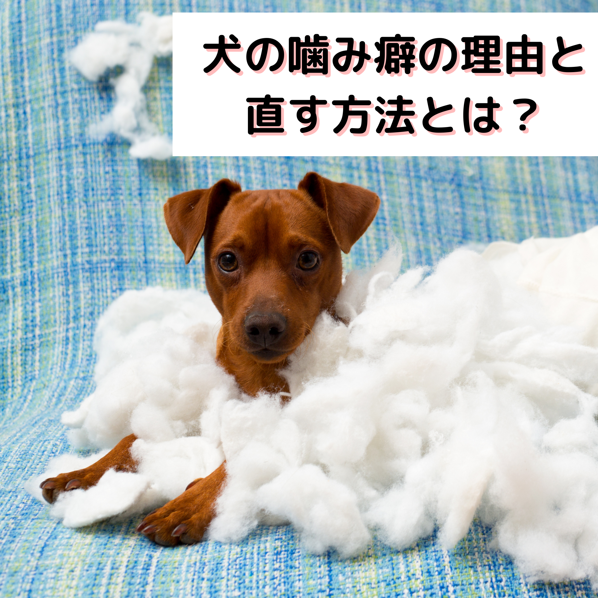 犬の噛み癖の理由と直す方法とは？