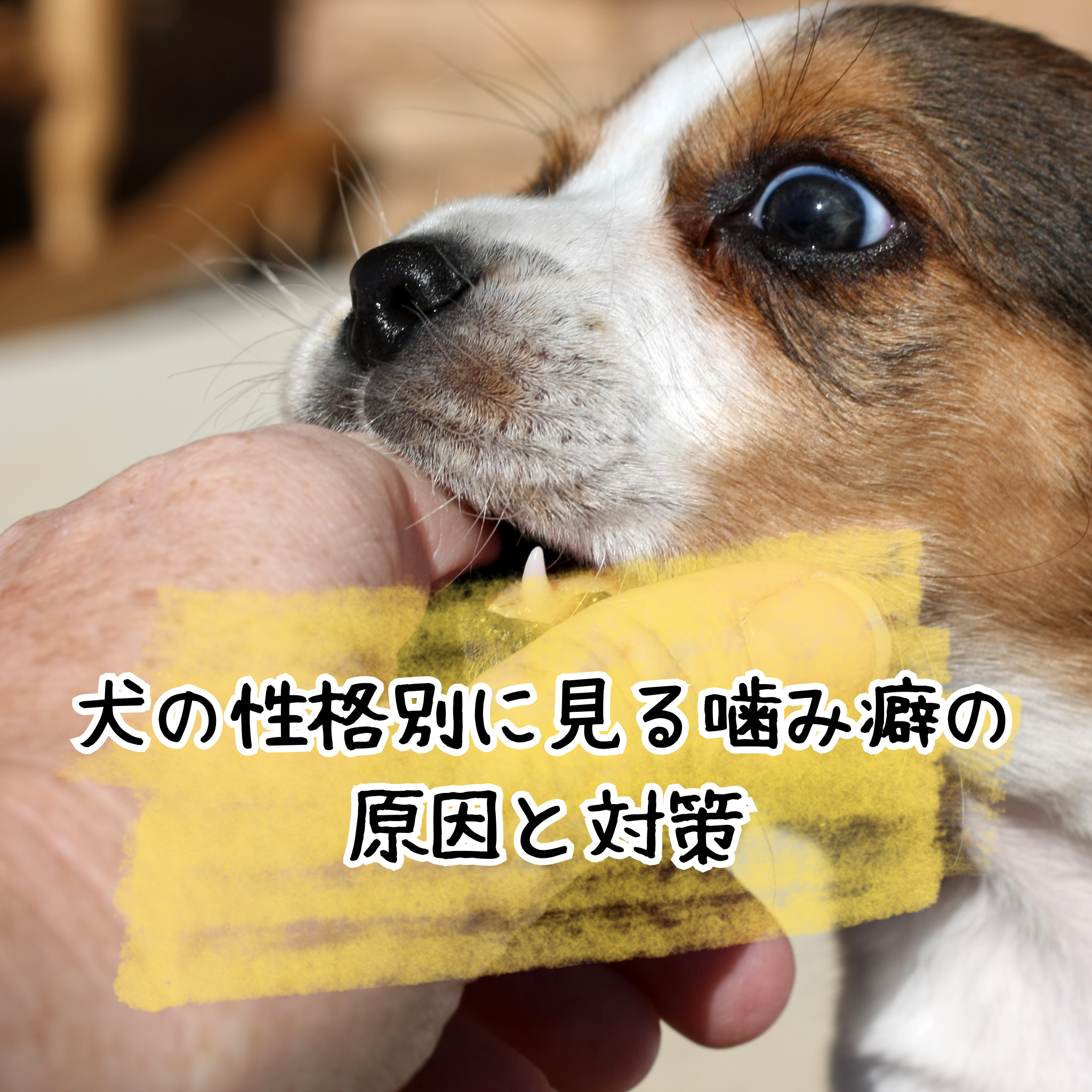 犬の性格別に見る噛み癖の原因と対策